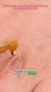 50K views · 574 reactions | Giant scorpion sting test! #stingzone #scorpion #venomousanimals #bravewilderness | Brave Wilderness | Facebook