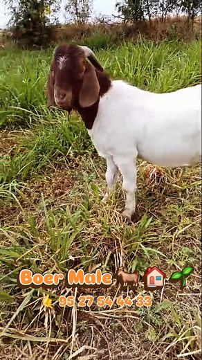 Outstanding Quality Boer Breeding Male 🤙 9527544433 #excelagrosolution #excelagro #livestockcare #sustainablefarming #goatfarming #goats #goatcare #goatfarmingtraining #goatdiseases #boergoats #fullbloodboergoat | Excel Agro Solution