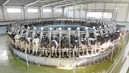Cows during milking on a rotary milking parlor in a large dairy farm