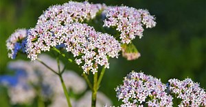 Tous les bienfaits de l'huile essentielle de valériane