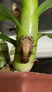 Transformation of cicada! | Different China