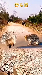 Ayan tuloy | BAKA music awards