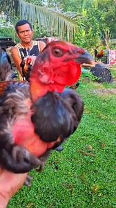 Ungo line.. | Sidax Gamefowl