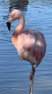 Our beautiful flamingoes love plodging around in the pond. We have been busy creating an underground water feed which taps into the nearby stream to keep a constant flow of fresh water. Our next project in Flamingo Pond will be to build up one side so we can create a deeper area. Flamingoes like to wade but can also swim so it’s important to have different ponds with varying levels of water for them. You may see our feeding tubes in the videos. Feed is placed in the tube where it lands in a floa