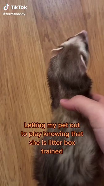 Ferret Training Tips and Tricks