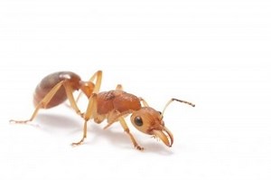 Nothomyrmecia - Alchetron, The Free Social Encyclopedia