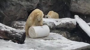 This is polar bear weather! ❄️ ❄️ | Cincinnati Zoo & Botanical Garden