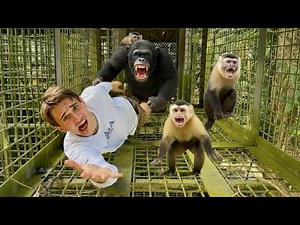 I Built an INSANE Tunnel System for My MONKEYS!