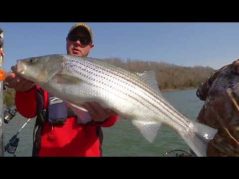 Stripers on Lake Cumberland