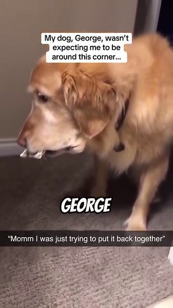 Petition to give George a gingerbread house everyday for the rest of his life 🙋 | Snug