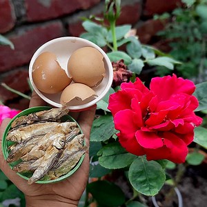 How To Make Organic Homemade Fertilizer From Dry Fish and Egg Shell For All Plants | Ashik Muztaba