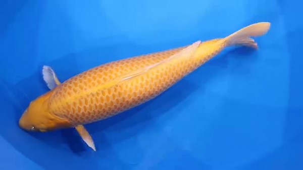 AK Super Jumbo Gold Bar Collection! 朗 Thank you Narita Koi Farms Japan. 殺 | AK Nishikigoi | Facebook