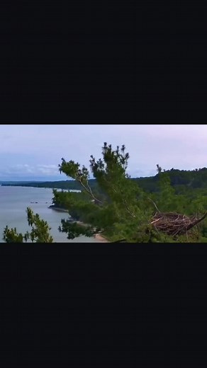🩵🩵🩵 #stormyandmitten #livecam #traversecitymichigan #fledgling #eaglenest #baldeagle #eaglets | Let's get REEL with Leigh Ann
