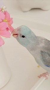 Nechtěla jsem jí píchat do krve, ani trhat peří a DNA ze slin nešel udělat, takže holka nebo kluk....to se teď nedozvíme❤️ | Miluju Papoušíčky