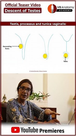Overview : Descent of Testes