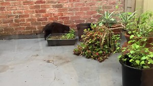 205 reactions · 147 comments | Good morning everyone! In case you’re still wondering whether I like getting wet, here I am drinking the fresh rain water! ‍⬛❤️ | Friendly | Facebook