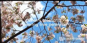 CHUXAY GARDEN Capsicum Pubescens-Rocoto,Locoto,Manzano Pepper,Tree Pepper 25 Seeds Hot Pepper Delicious Vegetables