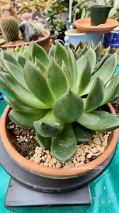 ☘️💚🌿 Repotting Succulent 💚☘️🌿 " Echeveria Black queen " #bikolanahardinera #repotting #plantsmakepeoplehappy #succulents #echeveria #plantita | Bikolanahardinera