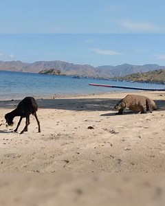 32K views · 143 reactions | A dragon cornered it. But it came up...