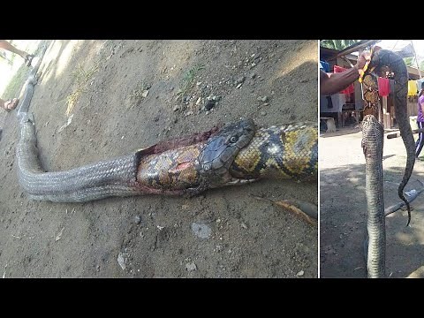 Cobra Swallows Whole Python In The Philippines
