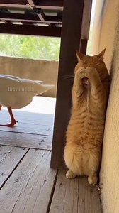 3.2M views · 47K reactions | Orange Tabby Cat's Hilarious Reaction to Honking Goose! #cat #goose #funny #animal #scary #hiding | Paul Vu | Facebook
