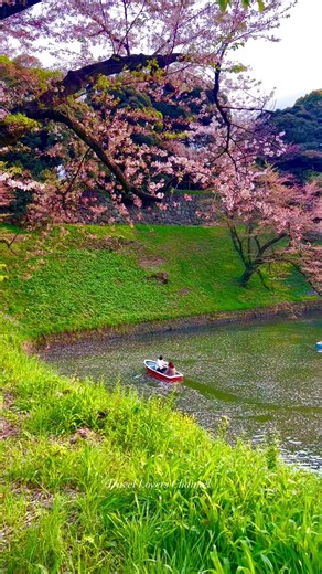 29K views · 1.3K reactions | Tokyo Cherry Blossom  Tokyo, Japan  By: travel.lovers.channel. #travel #familytravel #travelphotography #naturephotography #adventureawaits #familytrip #bestoftheday #naturebeauty #familyfriendly #vacationmode #travellife #funnymoments #lifehacks #lifestyle #japan #japantravel #japanlove #tokyo #kyoto #nara #hotelreview #nature #amalficoast #beautifuldestinations #mountains #bucketlisttravel #TravelMagic #romanticgetaway | Travel Lovers Channel | Facebook