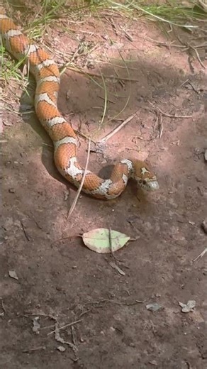 Eastern Milk Snake