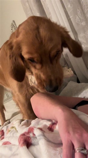 golden.sam.handwich on TikTok