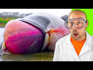 whale explodes on camera...