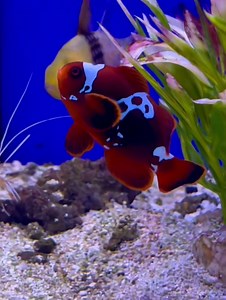 Maroon Lightning Clown ⚡️ #grosvenortropicals #aquatic #Lisburn #marineaquarium #reefaquarium #clownfish | Grosvenor Tropicals