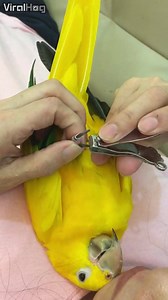 This bird is calmer than most kids while having his nails trimmed! | ViralHog