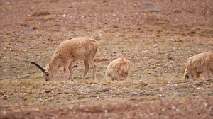 25K views · 143 reactions | Ugrožene tibetanske antilope počele su...