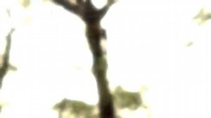 Joan Sebastian Celia (1998) | Chavo RucosMúsica