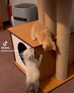 One of the many joys of fostering is watching the babies grow, explore and figure out the little world around them! These two cuties blossomed into very funny, very sweet kitties and are just waiting to find that perfect fur-ever home! Don't forget to follow us on TikTok! | The Cat Corner Inc.
