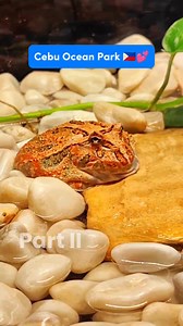 Part II ||. Snakes and Lizards 🐍🦎🌿 The Cebu Ocean Park & Events Center - is a marine theme park in Cebu City, Philippines. It is currently the largest ocean park in the Philippines, tripling the size of the Manila Ocean Park. - Wikipedia #CebuOceanPark #travelphotography #travelph #travelcebu #cebucity #tourphilippines #lakwatsa | Alvin L. Odtohan