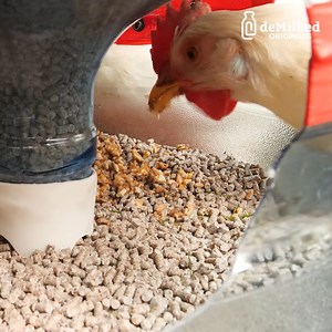 Practical DIY Chicken Feeder | DeMilked