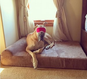 We’re giving away some Big Barker orthopedic dog beds. Highest rated, most beloved dog bed on the internet. 10 year warranty. Made in USA. Total weight support for even the biggest dogs, guaranteed not to flatten! | Barker Dog Beds