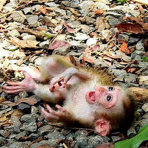 2.1K views · 104 reactions | OMG! Baby monkey Leo cries shocking body with the ground after Mom strongly dragging. #babymonkey #monkey #monkeys #MonkeyLife #monkeylove | Emery Monkey | Facebook