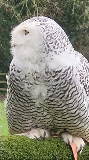 SNOWY OWL IN TRAINING