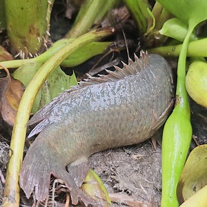 Traditional Hand Fishing - Search & Catching Big Catfish - Fishing With Beautiful Nature (Part-37) #fishing #fishsearching #fishing24 | Fishing 24