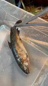 4.8K views · 18 reactions | Crocodile monitor (Varanus Salvadorii) bamboo is my female croc monitor in the shop eating rainbow trout fish. #crocodile #monitor #varanussalvadorii #varanuskeeper #exoticreptiles #reptileshow #reptilesofig #lizards #lizardsofinstagram #animal #feeding #rainbow #traoutfish #fish #food #fyp #trending #reels #viral #video #view #followers #JTKReptiles | JTK Reptiles | Facebook