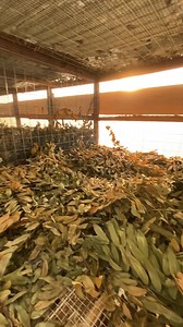 Ghanaians favorite musician @keche visited GRACEGIFT Herbal Clinic & Laboratory Services in Kumasi. | KECHE Global