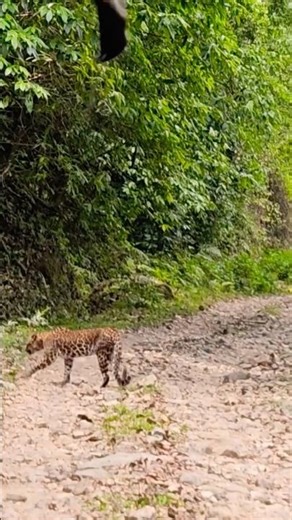 A face off with a man eater leapard ... 😱