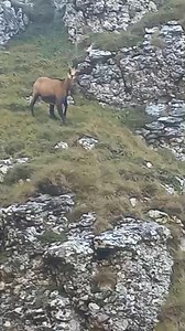 69K views · 2.1K reactions | Au vedere panoramică de super-erou  • Ochii caprelor negre sunt mari și poziționați lateral, oferindu-le un câmp vizual de aproape 320°. • Văd foarte bine mișcarea, ceea ce le ajută să detecteze rapid prădătorii, cum ar fi lupii sau râșii. | Casa Samir | Facebook