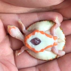 She's probably the rarest turtle alive! | Naturee