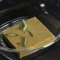 Video: Rearing and Injection of Manduca sexta Larvae to Assess Bacterial Virulence