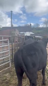 🐮THIS SATURDAY - 5 WAGYU🐮 📸 5 Wagyu Cross Steers (22-24 Month old) from O Reed. Wagyu is a Japanese breed that is famed for making the most luxurious Steak. 📅 Saturday 13th April 2024 ⏰ Stores start at 10am 📍 Sedgemoor Auction Centre If you would like to discuss entries, please contact our Market Office 📞01278 410278 ✉️market@gth.net #gth #sucklers #sedgemoorauctioncentre | GTH - Agriculture & Sedgemoor Auction Centre - Greenslade Taylor Hunt