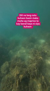 #BugjongMeloMeloBalerShell #ProtectEndangeredShell #ProtectSeashellSpecies #EndangeredSeaShellAwareness #FbreelsEndangeredSeaShells | Rudnie Cabajug