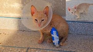 11 reactions | Rescue poor kitten that have a broken leg. #kitten | Cute Kittens | Facebook