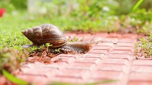 Giant African Land Snail Lissachatina Fulica: стоковое видео (без лицензионных платежей), 3549791119 | Shutterstock